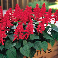 Salvia Red - Perennial Seeds (Winter)