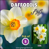 Daffodils Bulbs -Local (Pack of 5)گلِ نرگس