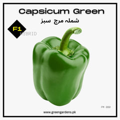 Capsicum Green Seeds, F1 Hybrid (SUMMER/ WINTER) شملہ مرچ سبز