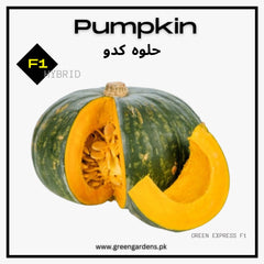 Pumpkin Seeds, F1 Hybrid حلوہ کدو/ پیٹھا