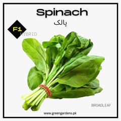 Spinach, F1 Hybrid (Broad Leaf) (WINTER) پالک