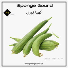 Sponge Gourd, F1 Hybrid / گھیا توری