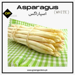 Asparagus (White) {WINTER} Seeds اسپاراگَس سفید