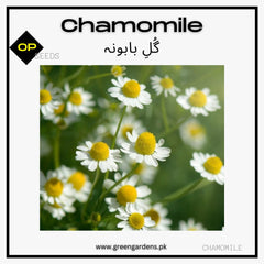 Chamomile Seeds گلِ بابونہ