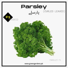 Parsley (Curly Leaf) Seeds {WINTER} پارسلے