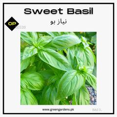 Sweet Basil Seedsنیاز بو