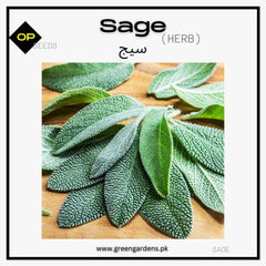 Sage Herb Seeds