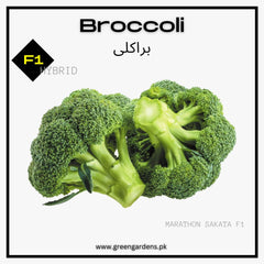Broccoli Seeds, F1 Hybrid (WINTER) براکلی