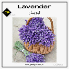 Lavender Seeds (WINTER)