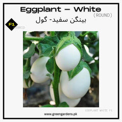 Brinjal White Seeds (Eggplant), F1 Hybrid {WINTER} (Round) / بینگن سفید گول