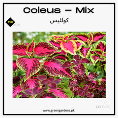 Coleus Seeds - Rainbow Mix