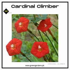 Cardinal Climber Vine (Summer)