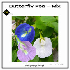 Butterfly Pea Seeds - Mix