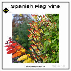 Spanish Flag Vine