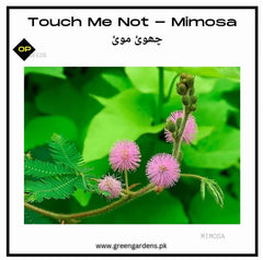 Touch Me Not (Mimosa) seeds / چھوئ موئ