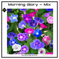 Morning Glory - Mix