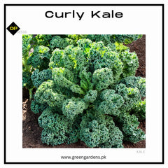 Curly Kale Seeds (Herb)