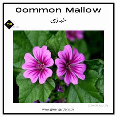Common Mallow Seeds (خبازی)