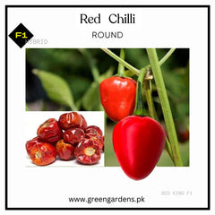 Red Chilli Seeds - Red King F1 (WINTER) لال مرچ گول