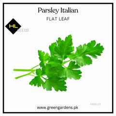 Parsley Italian ( Flat Leaf ) {WINTER}
