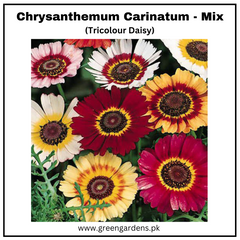 Chrysanthemum Carinatum Seeds (Tricolor Daisy)