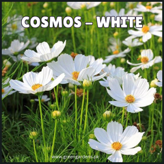 COSMOS White Seeds (Summer)