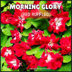 Morning Glory (Red Ruffled) Seeds
