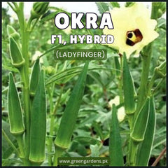 Okra - F1, Hybrid (Ladyfinger) بھنڈی توری ہائیبرڈ