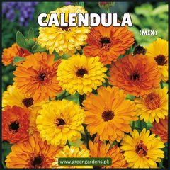 Calendula Seeds (Mix Colours)گلِ اشرفی