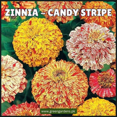Zinnia Candy Stripe Seeds (SUMMER) زینیا کینڈی