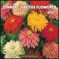 Zinnia 'Cactus Flowered Mix' Seeds (Summer)زینیا کیکٹس