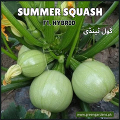Summer Squash, F1 Hybrid گول ٹینڈی / چپنی کدو