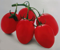 Tomato Seeds, F1 Hybrid, RONCO(Determinate) {WINTER}