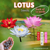 Lotus Seeds - Pack of 12(Red, White, Pink)