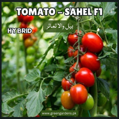 Tomato Seeds, Sahel, F1 Hybrid {WINTER} بیل والا ٹماٹر
