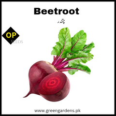 Beetroot Seeds  چقندر