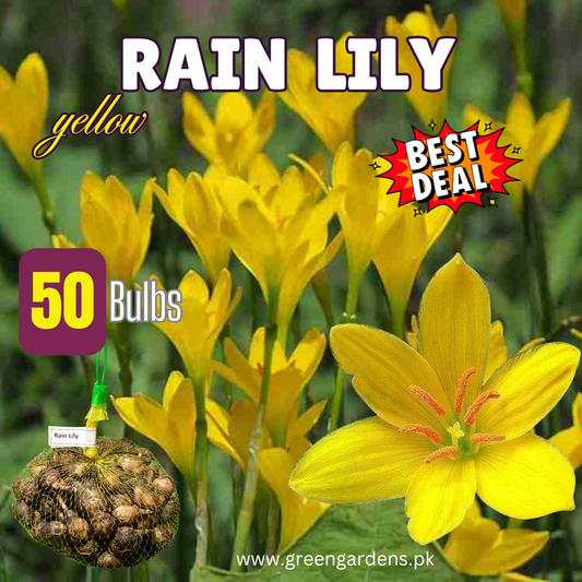 Rain Lily Yellow Bulbs – Zephyranthes citrina | Pack of 50 Local Bulbs ( Large Size)