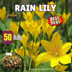 Rain Lily, Yellow - BEST DEAL (Pack of 50 Bulbs)
