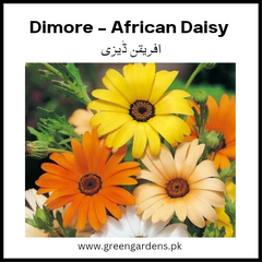 Dimore Seeds - African Daisy (Winter)