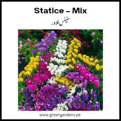 Statice Flower Seeds - Mix Colour (Winter) سٹیٹس فلاور