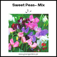 Sweet Peas Seeds (Winter)