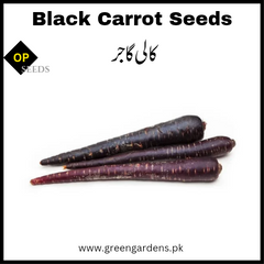 Black Carrot Seeds (WINTER) کالی گاجر (کانجی والی)