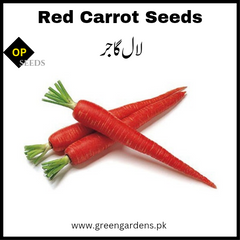 Red Carrot Seeds (WINTER) گاجر لال