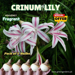 Crinum Lily - SPECIAL OFFER (Pack of 5 Bulbs)