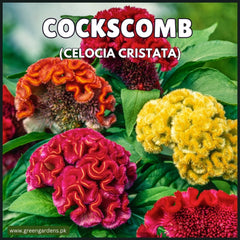 Cockscomb Seeds - Celosia Cristata (SUMMER) کلغہ