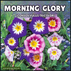 Morning Glory Seeds - Convolvulus Minor Tricolour (Summer)