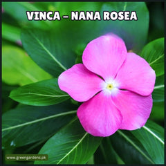 Vinca Nana Rosea Seeds سدا بہار