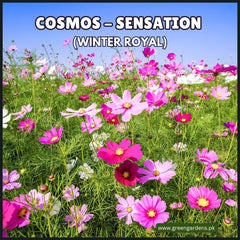 COSMOS Sensation Seeds (Winter Royal) 
کاسموس