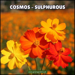 COSMOS Sulphurous Seeds (Summer)کاسموس