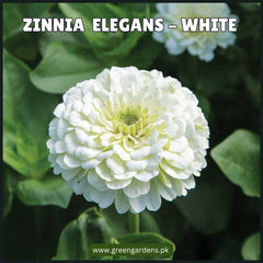Zinnia Elegans Seeds- White (Summer)زینیا سفید